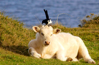 West Cork Cow pic 1 (1)